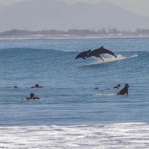 a group of people in the water with a dolphin at Resid. Clube Mar Grosso - Laguna - LAG201 in Laguna