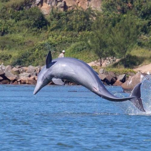 a dolphin jumping out of the water at Resid. Clube Mar Grosso - Laguna - LAG201 in Laguna