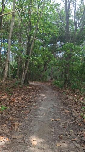 a dirt road in the middle of a forest at Cabaña Alamo frente al mar in Capurganá