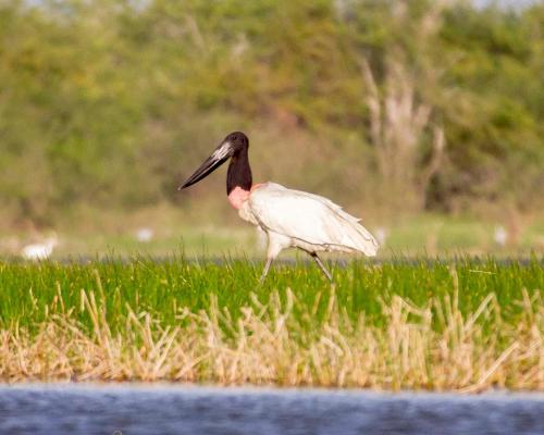 a bird walking in the grass near the water at CROOКED TREE LODGE Belize in Crooked Tree