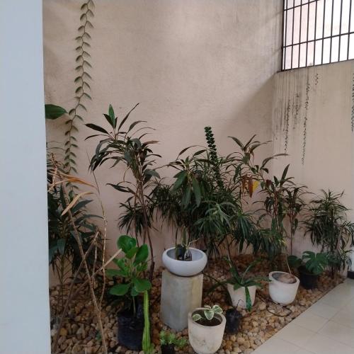 a bunch of potted plants are lined up against a wall at A tropical paradise; stunning house, pool, garden in Wattala
