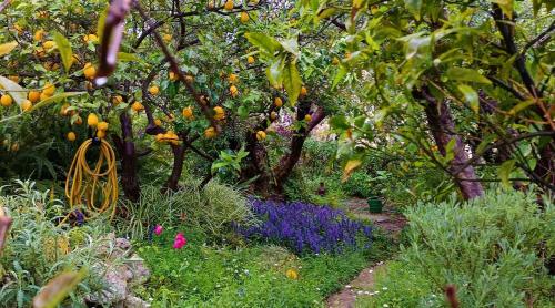 a garden with orange trees and purple flowers at Olive Lemon Biophilic House & Lush Forest Garden in Vamos