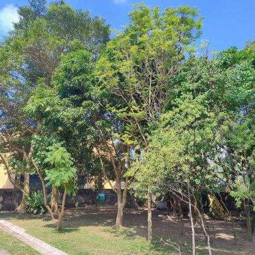 a group of trees sitting in a yard at A tropical paradise; stunning house, pool, garden in Wattala