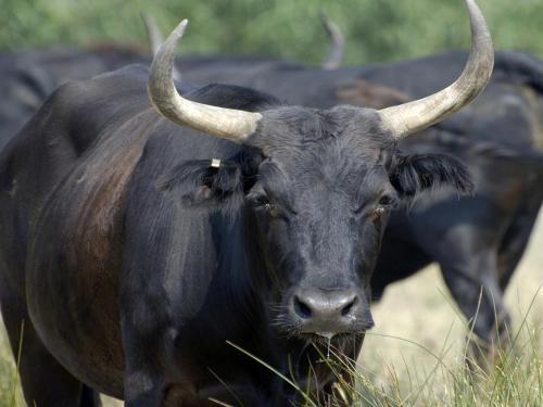 a black bull with horns standing in a field at Le Mas Des Brunes in Saint-Laurent-dʼAigouze