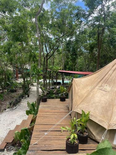 a wooden walkway with potted plants and a tent at Cozumel Glamping in Cozumel