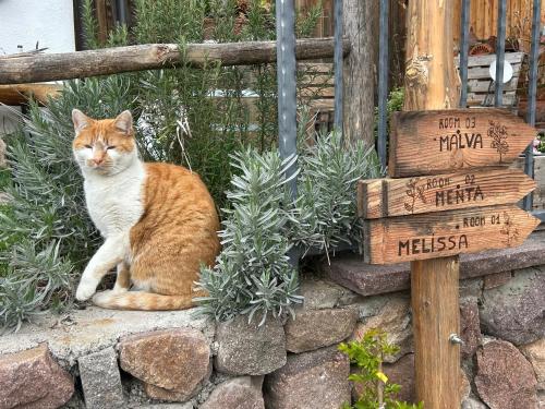 an orange and white cat sitting on a stone wall at Agriturismo ValFraja in Cembra