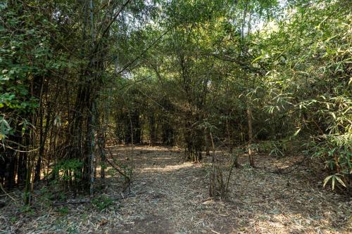 a wooded area with trees and a dirt trail at Brook Ville in Sasan Gir