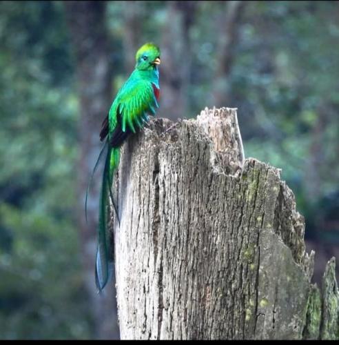 a green bird sitting on top of a tree stump at Tortugal Boutique River Lodge in Rio Dulce