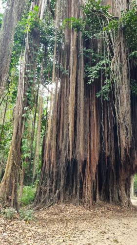 a large tree in the middle of a forest at Las Cascadas Hostel in Buritaca