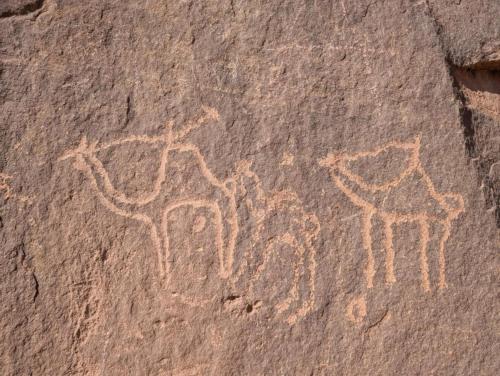 Animales en la casa de huéspedes o alrededores