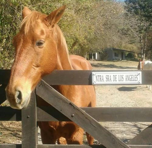 a brown horse standing behind a wooden fence at Ntra Sra de los Angeles in Salta
