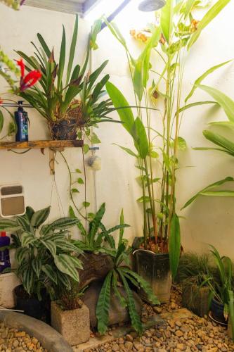 a group of plants in pots on a wall at PBrooms in Mui Ne