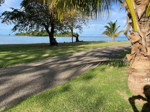 a palm tree shadow on the grass next to the water at Negril beachfront oceanview studios 164 & 145 in Orange Bay