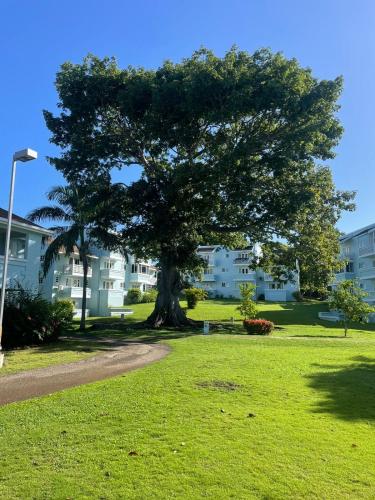 a tree in the middle of a park with buildings at Negril beachfront oceanview studios 164 & 145 in Orange Bay