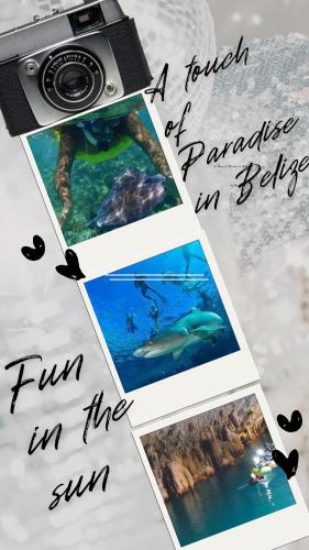 a photograph of a camera and a dolphin in the ocean at Cozy Bed and Breakfast Studio Ladyville Airport BELIZE CITY in Ladyville