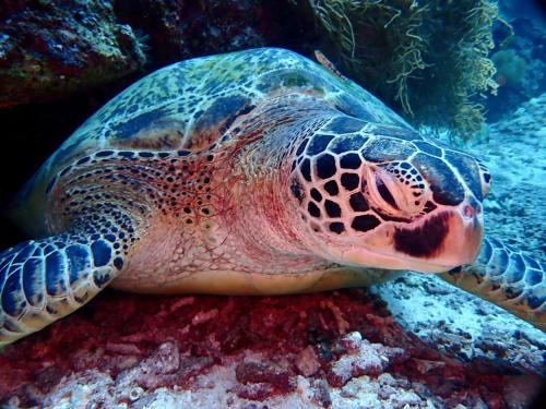 a turtle is laying on the reef at Wai Resort - Raja Ampat in Pulau Birie