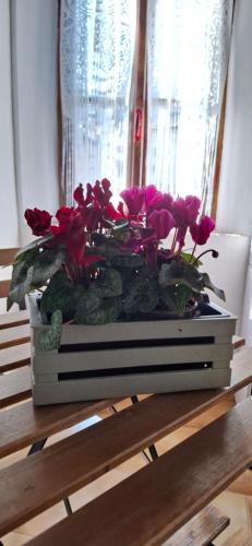 a potted plant sitting on top of a table at La Dimora di Beatrice in Santa Brigida