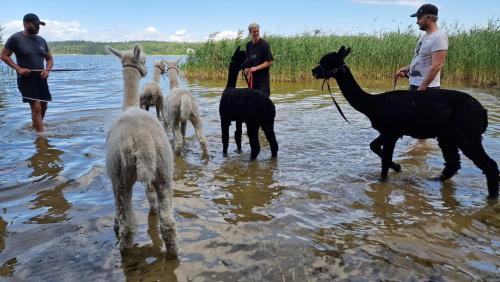 a group of people standing in the water with llamas at Ferienpark-Canow in Canow