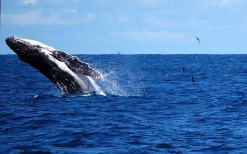 a humpback whale jumping out of the water at Gemini Villas , Gemini II in Contadora
