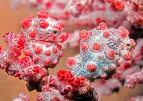 a group of red and white viruses at Wai Resort - Raja Ampat in Pulau Birie