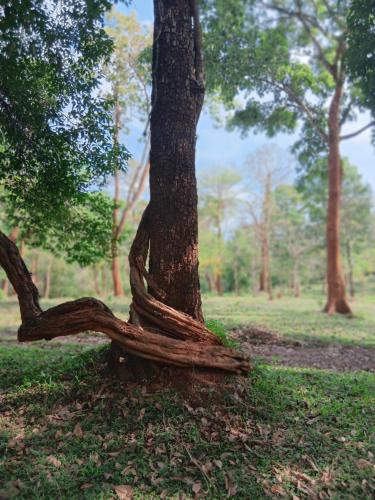 Zahrada ubytování Forest Brew Resort Wayanad