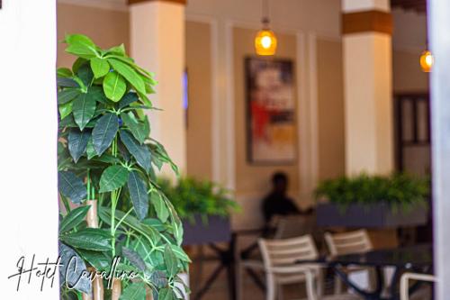 a green plant in a room with a person in the background at Hotel Cavallino in Kakamega
