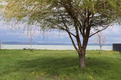 a tree in a field with a bench next to the water at Hullám Seaside Balatonlelle, Ajándék SUP használattal!! Free SUP in Balatonlelle