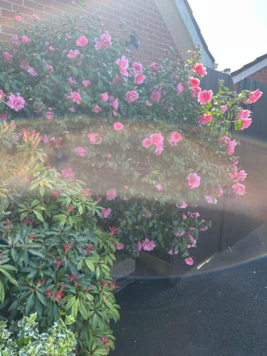 a bush of pink flowers on the side of a building at Comfortable and Convenient 4 Bedroom Home in Glenavy