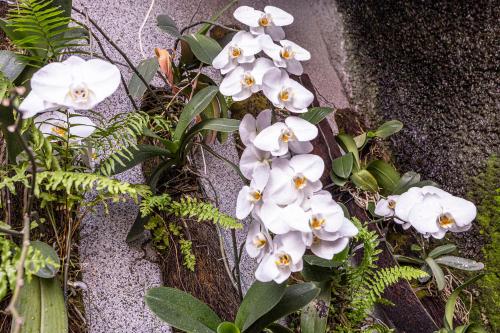 a group of white flowers on a wall at Nikkey Palace Hotel in Sao Paulo