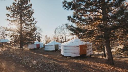 un grupo de cúpulas estacionadas en un campo junto a los árboles en Glamping yurt at a nature retreat near Sequoia, en Miramonte