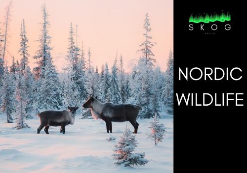 two horses standing in a snow covered forest at SKOG - Aurora Igloos Resort in Kalix