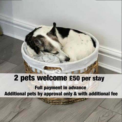 a dog sleeping in a dog bed in a basket at Reindeer Lodge Very Special Retreat With Private Hot Tub Near Cannock Chase By StayStaycations in Colton