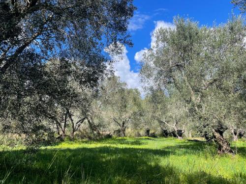 a field of grass with trees and a blue sky at Papiri Beach in Agios Georgios