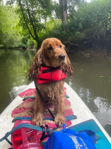 a dog is sitting on a boat on the water at Riverside Cabins in Shrewsbury
