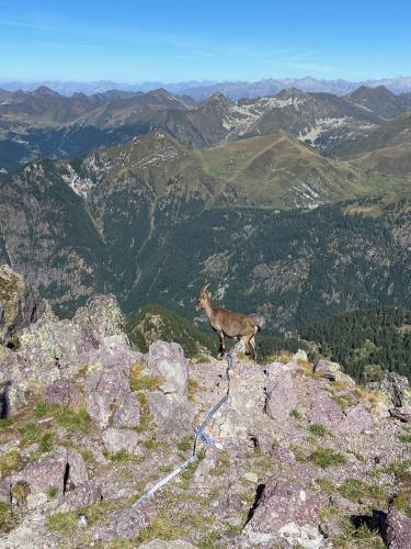 a goat standing on the top of a mountain at BoTép ai Tigli in San Pellegrino Terme