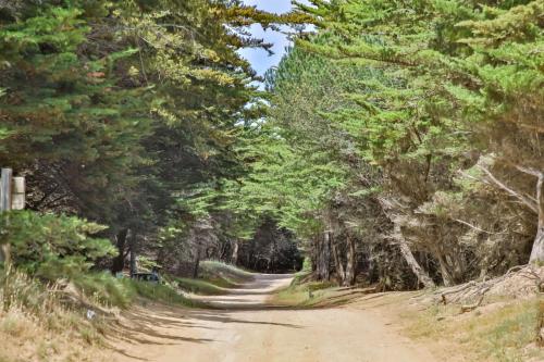 a dirt road with trees on both sides at Le Temps de Vivre - Maison & dépendance in Notre-Dame-de-Monts