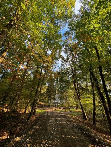 a dirt road in the middle of a forest at Forest House Retreat in Curtea de Argeş