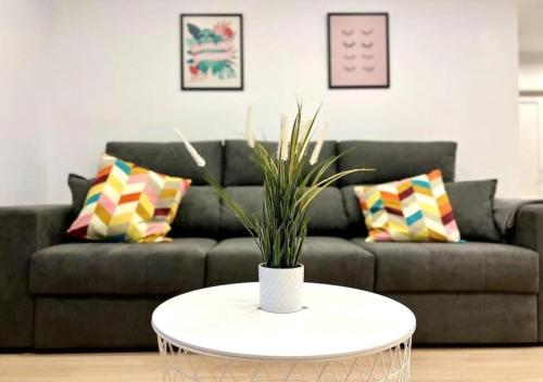 Macasta Suite