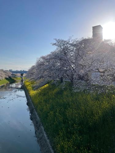 a river with a tree in the middle of a field at AURA Resort Nara (Adult Only) in Nara