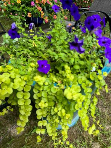 a bunch of flowers in a blue vase with purple flowers at Spacious Room with a View of the Woods in Armonk