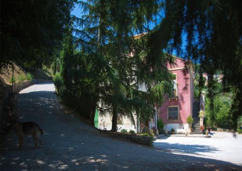 a dog standing in the road next to a pink house at I Tre Tigli - Casa di campagna in Rutino