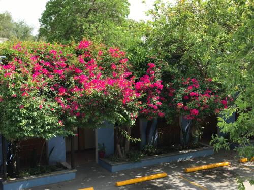 Κήπος έξω από το Hotel Hacienda del Viejo