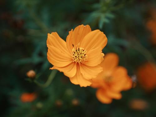 a close up of a yellow flower at La Cima Eco Hotel in Buenavista