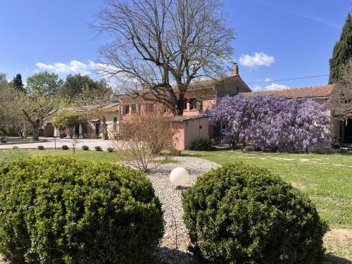 a yard with bushes and a house with a purple tree at Mas d'Auseu in Cavaillon