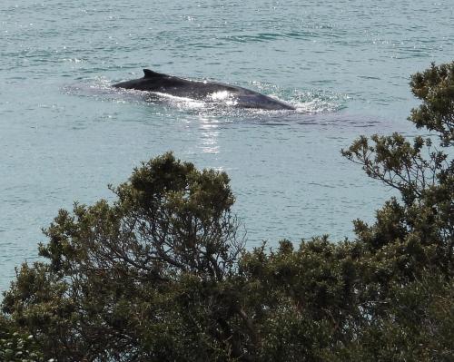 a dolphin is swimming in the water at Seaside haven in Simonʼs Town