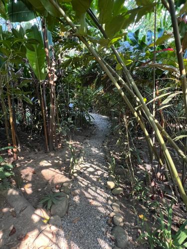a path in the middle of a forest with plants at Casa Teka a Peaceful Stay Near Beach and Town in Cocles
