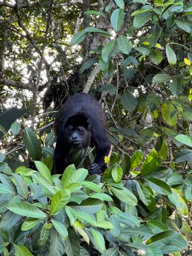 a gorilla sitting in a tree at Casa Teka a Peaceful Stay Near Beach and Town in Cocles