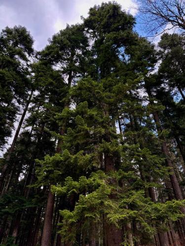 a group of tall trees in a forest at UMANI Retreat in Buşteni
