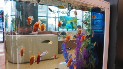 a aquarium with many different types of fish in it at Blue Moon Hotel in Erbil