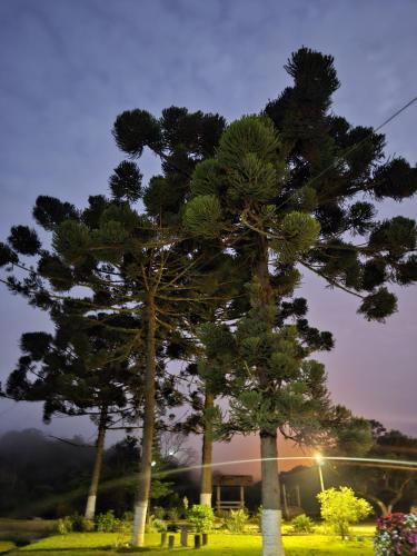 a group of three trees in a park at night at Pousada da Elizângela de Amarantina in Ouro Preto